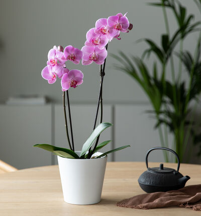 Rosa orkidé i hvit potte